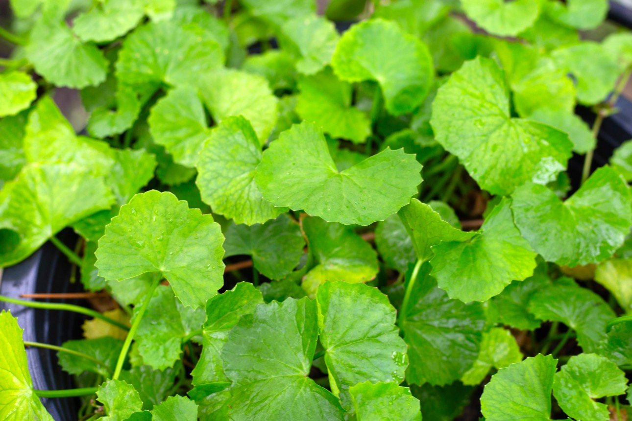Planta de centella asiática que crece en una maceta